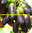 Велика-сорт винограда раннего срока созревания